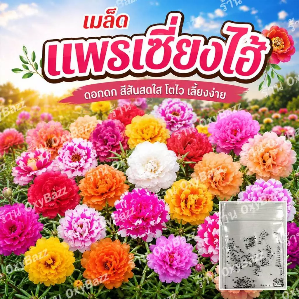 เมล็ดแพรเซี่ยงไฮ้ คละสี เมล็ดคุณนายตื่นสายหลากสี เมล็ดสาวเชียงใหม่ (โปร5แถม1)