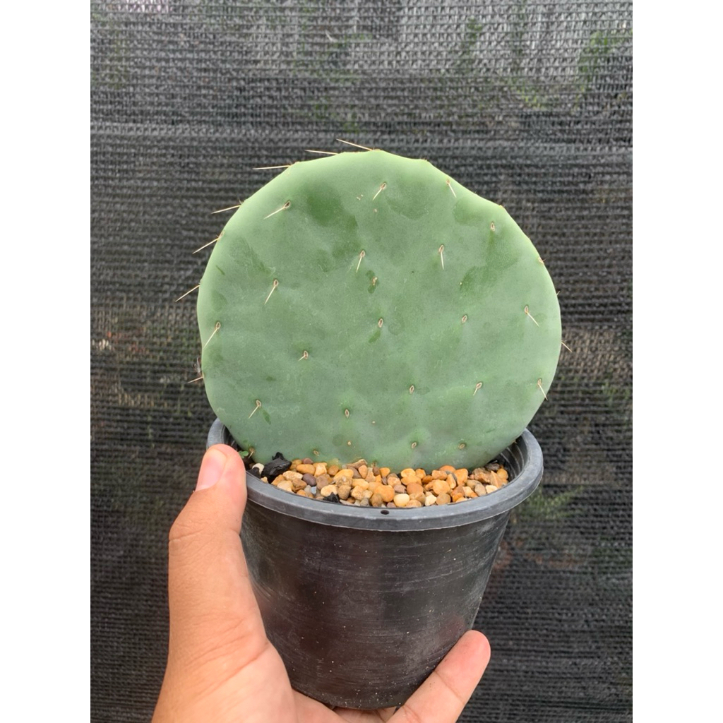 โอพันเทีย โรบัสต้าไจแอนท์ ทานผลได้ (Opuntia robusta giant)