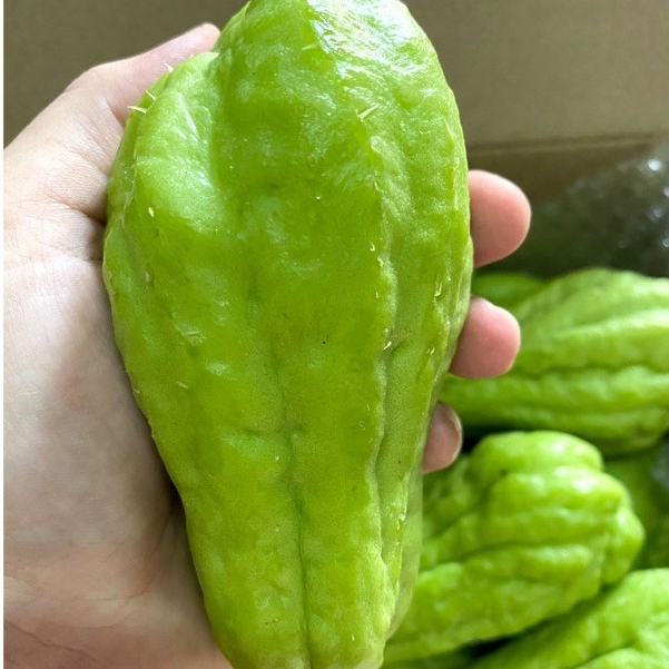 ฟักแม้ว มะระหวาน  สดๆ จากสวนเชียงใหม่ ขายเป็นกิโล