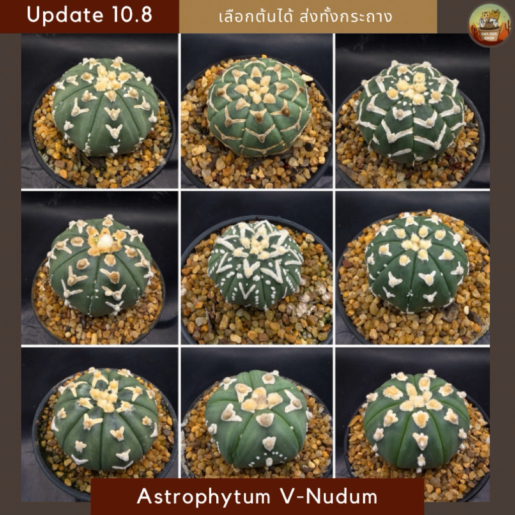[ Update 10.8 ] Astrophytum Super kabuto V-Nudum แอสโตรวีนูดัม วีลายหนา Cactus กระบองเพชร (ส่งทั้งกระถาง