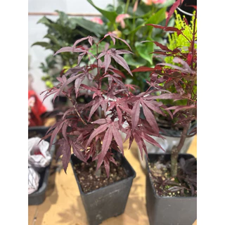 11/8/26 นำเข้าจากจีน เมเปิ้ลญี่ปุ่น สีแดง(Japanese Maple) โดยเฉพาะสายพันธุ์ที่มีใบสีแดงเช่น Deshojo หรือ Beni-Maiko30cm