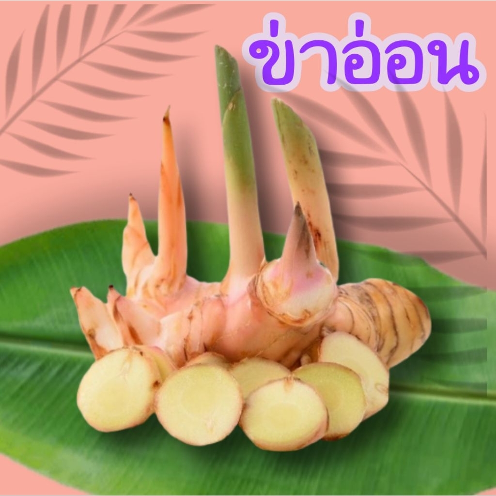 ข่าอ่อน จากบนดอยเชียงใหม่