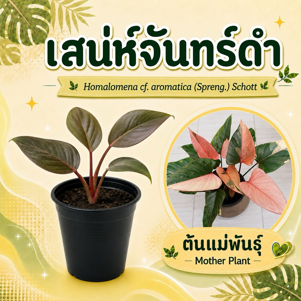 เสน่ห์จันทร์ดำ (2ต้น) ต้นอนุบาล กระถาง 4นิ้ว