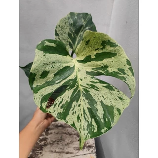 Monstera Deliciosa Bulbasaur (มอนเตอร์ร่าบัลบาซอร์) ส่งต้นตามรูป