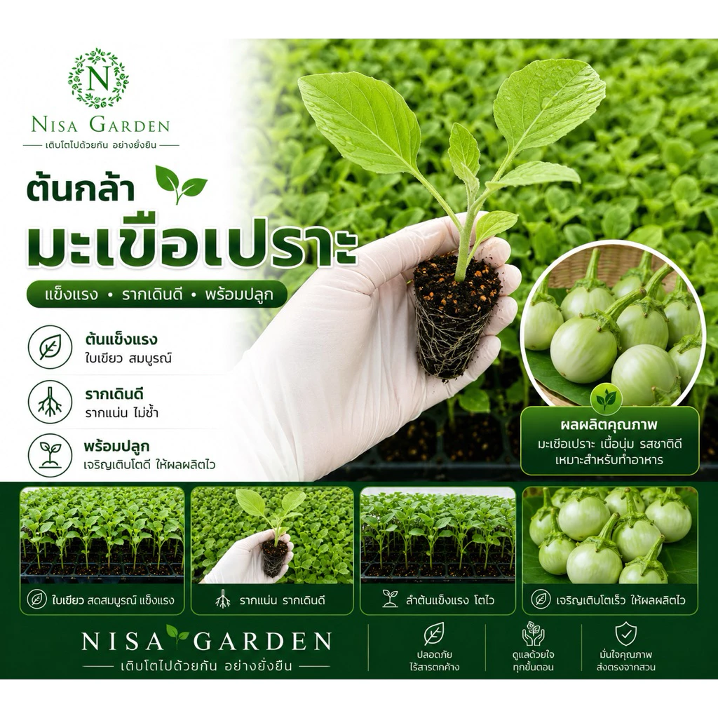 Nisa Garden ต้นกล้ามะเขือเปราะ F1 น้ำหยด ราชบุรี แข็งแรง โตเร็ว 🔥(ซื้อ 10 แถมฟรี 2)🔥