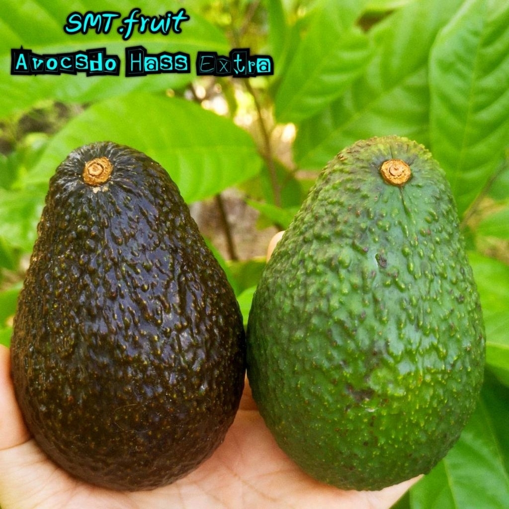(🥑ขายเป็นลูก) อโวคาโดเเฮส( Hass Extra)ลูกใหญ่ 220กรัมขึ้น ราคาลูกละ 69บาท