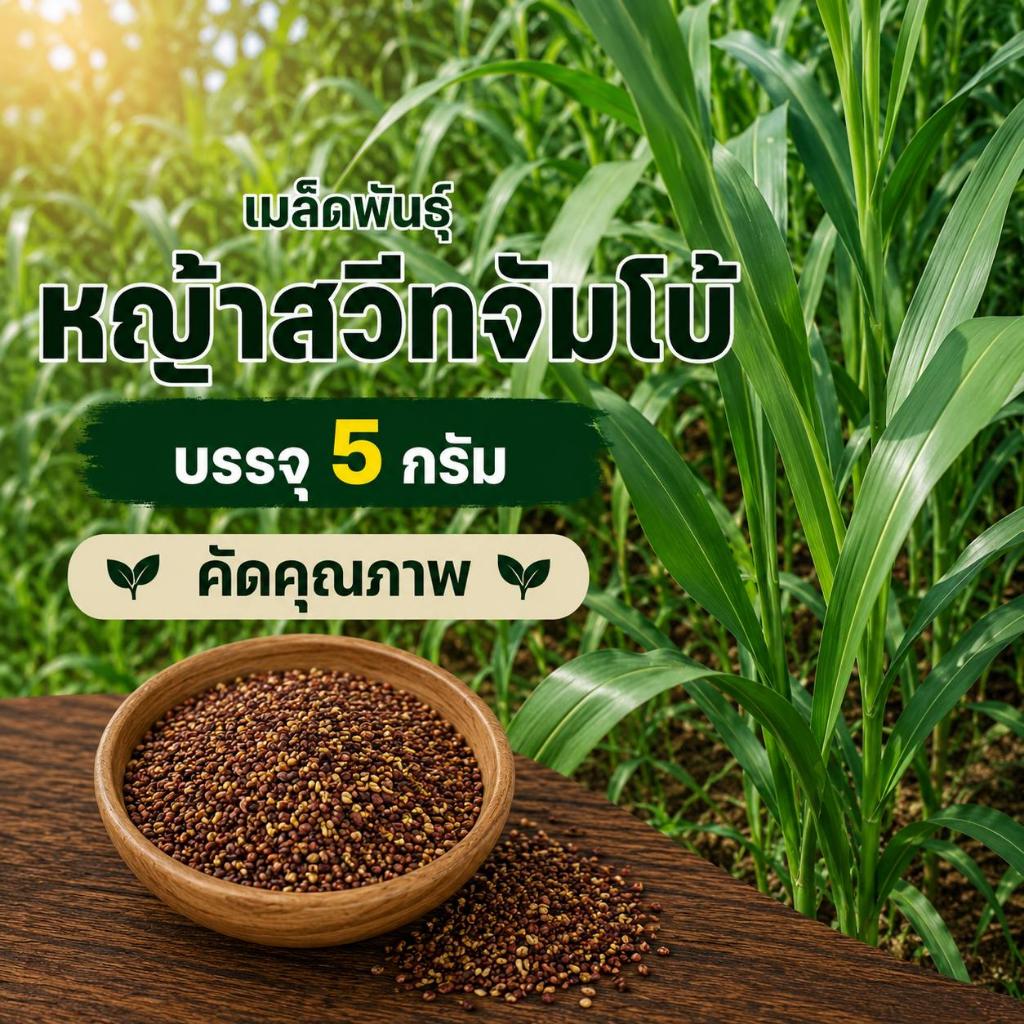 เมล็ดพันธุ์หญ้าสวีทจัมโบ้ คัดพิเศษ ซอง 5 กรัม พร้องส่งจากสวน เมล็ดคุณภาพ