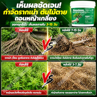 🛡️100% รากไม้เน่า ยาฆ่าต้นไม้ใหญ ยาฆ่าตอไม้ สารกำจัดกอไผ่ ตรงไปที่ราก กำจัดวัชพืชรากเน่า ขนาด 500g
