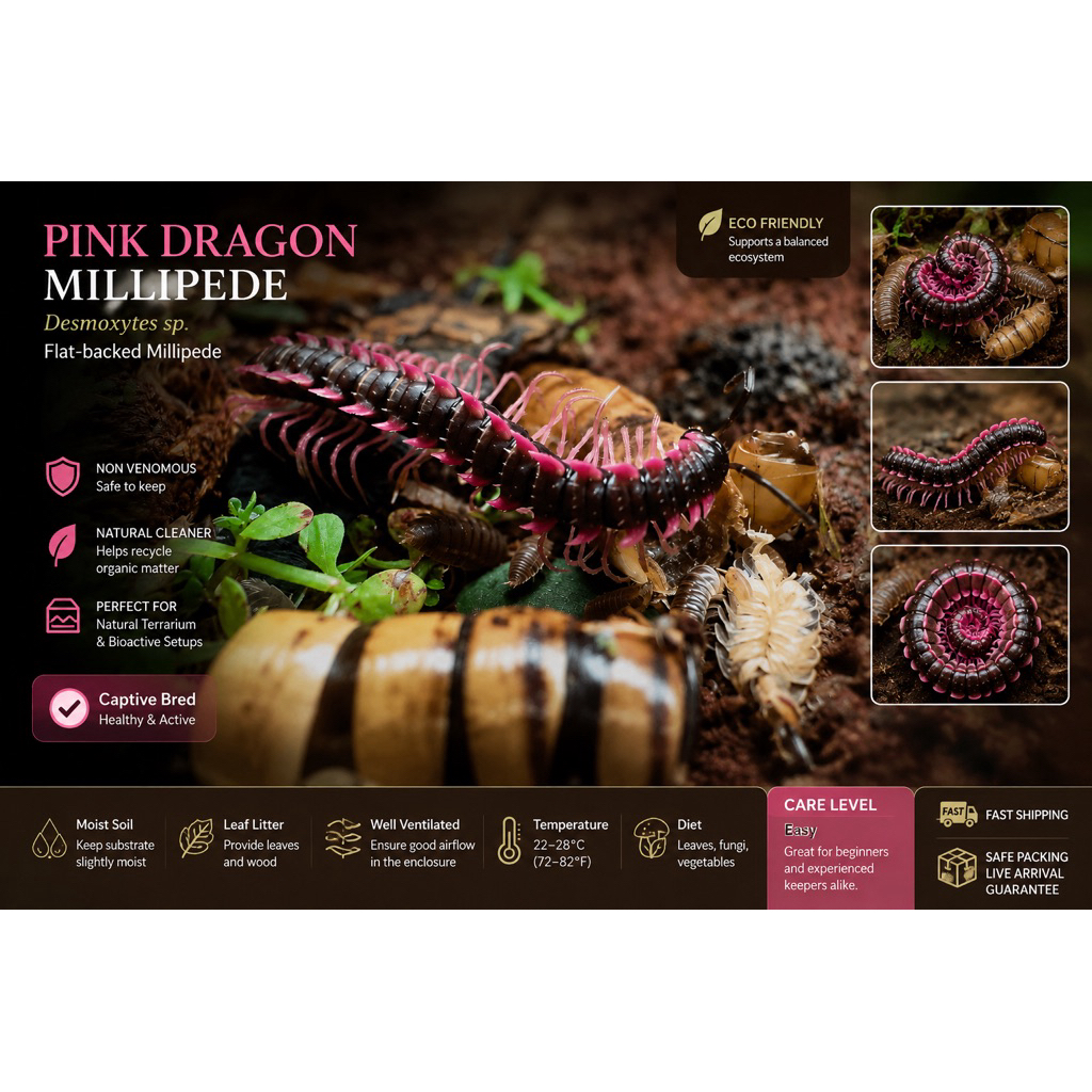 Black pink dragon millipede (Desmoxytes planata)