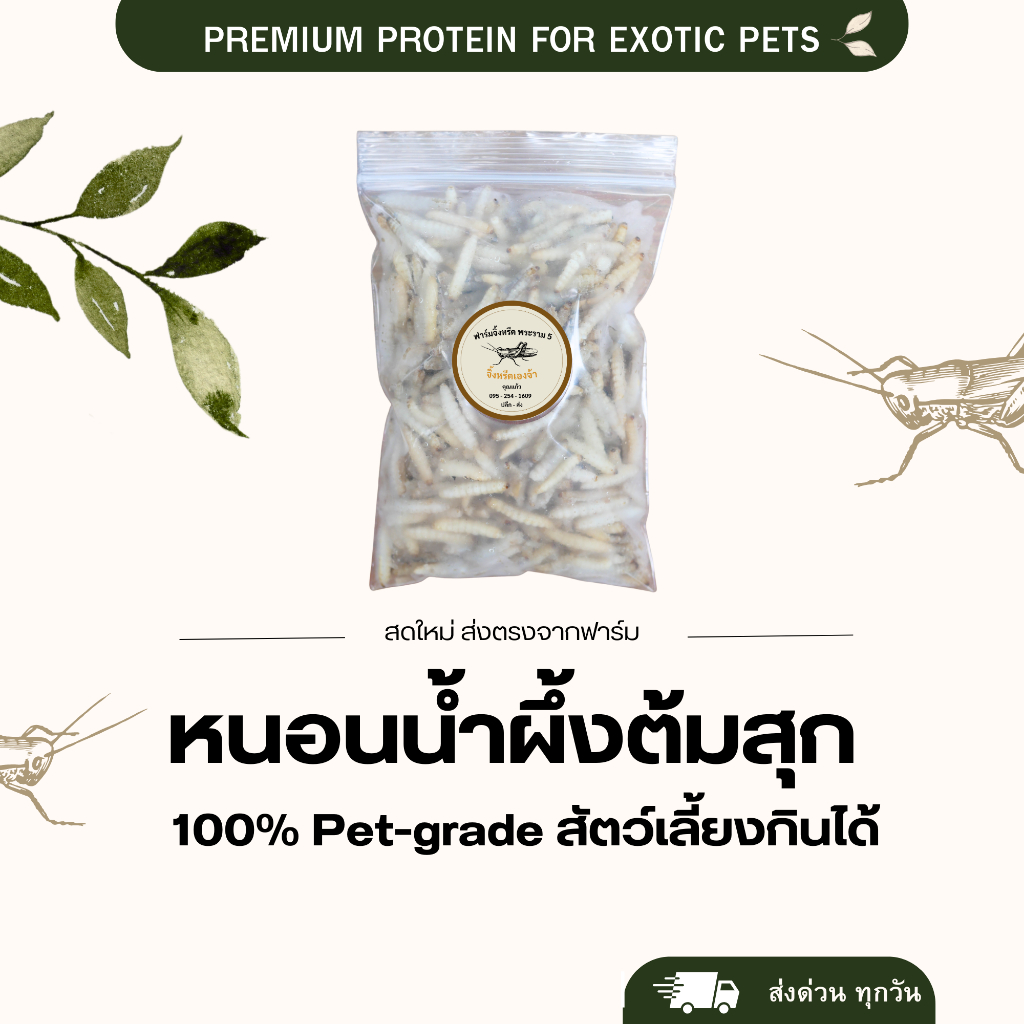 หนอนแว๊กซ์ หนอนน้ำผึ้ง ต้มสุกแช่แข็ง
