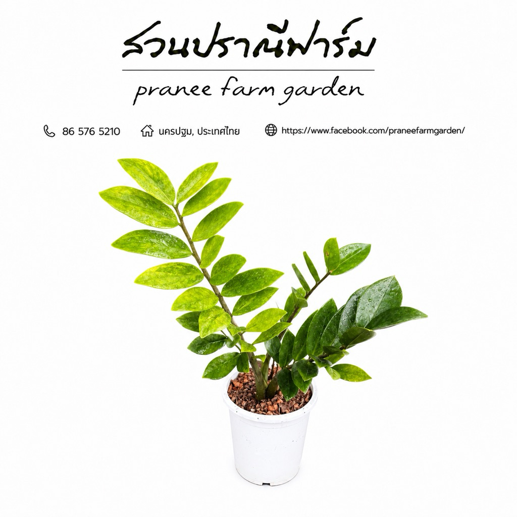 กวักมรกตด่าง (Variegated ZZ Plant)