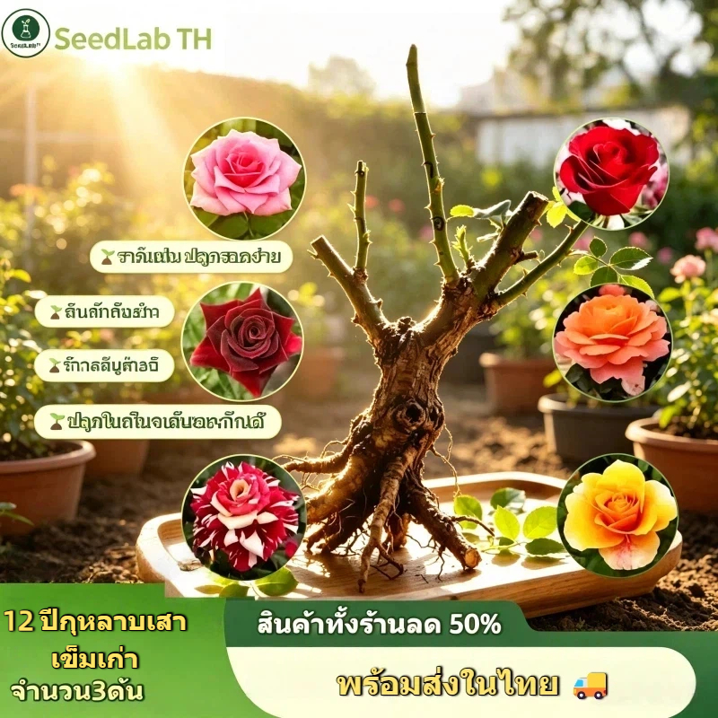 ชุดต้นกุหลาบรากเก่าเกรดดี อายุ12ปี 3ต้นสีต่างกัน ส่งไว ปลูกในกระถางได้