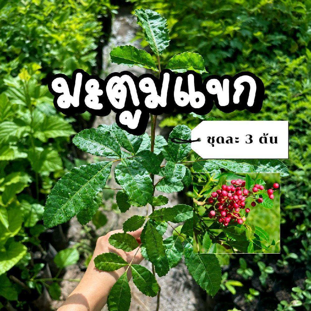 ต้นมะตูมแขก หรือ มะตูมซาอุ ชุด 3 ต้น ปลูกง่าย ทนต่ออากาศร้อน ใช้เป็นผักแกล้ม
