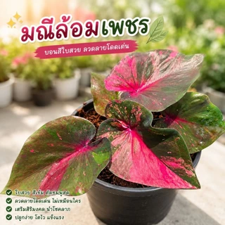 (อัพ16/8/69 )(1)(ส่งภายใน2วัน)รวมบอนสี บอนด่างสวย บอนป้าย กระถาง 4 นิ้ว บอนมีชื่อ บอนสีลูกไม้
