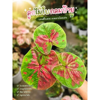 (อัพ16/8/69 )(1)(ส่งภายใน2วัน)รวมบอนสี บอนด่างสวย บอนป้าย กระถาง 4 นิ้ว บอนมีชื่อ บอนสีลูกไม้