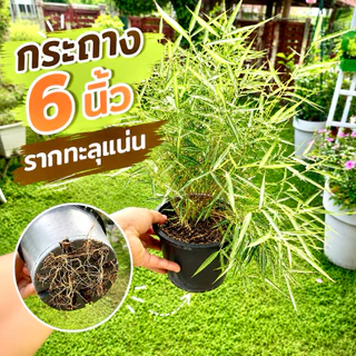 ต้นไผ่แมว ไผ่เงิน กระถางชำ 6"/8"/11" มีรากเดินดีแล้ว ปลูกต่อง่าย ไผ่เงิน หญ้าแมว Cat Grass