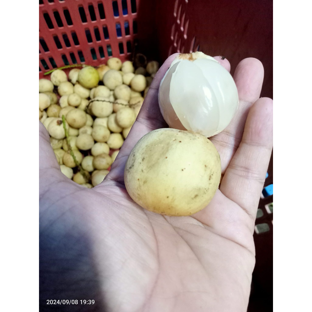 ลองกองร่วงหวานๆๆ ลองกองภาคใต้ มีปีละครั้งขนาด1กิโล