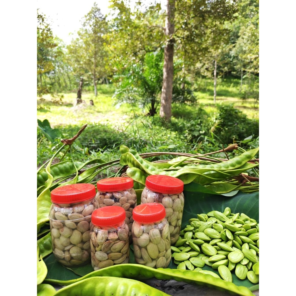 สะตอดอง ฮาลาล จากเขาศรีสาคร ขนาด 900กรัม และ 400 กรัม สดใหม่