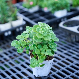วิคส์ (Vicks Plant) ต้นวิคส์หอม วิคส์หอมต้นไม้สู้หวัดกลิ่นเมทอล กระถาง3นิ้ว