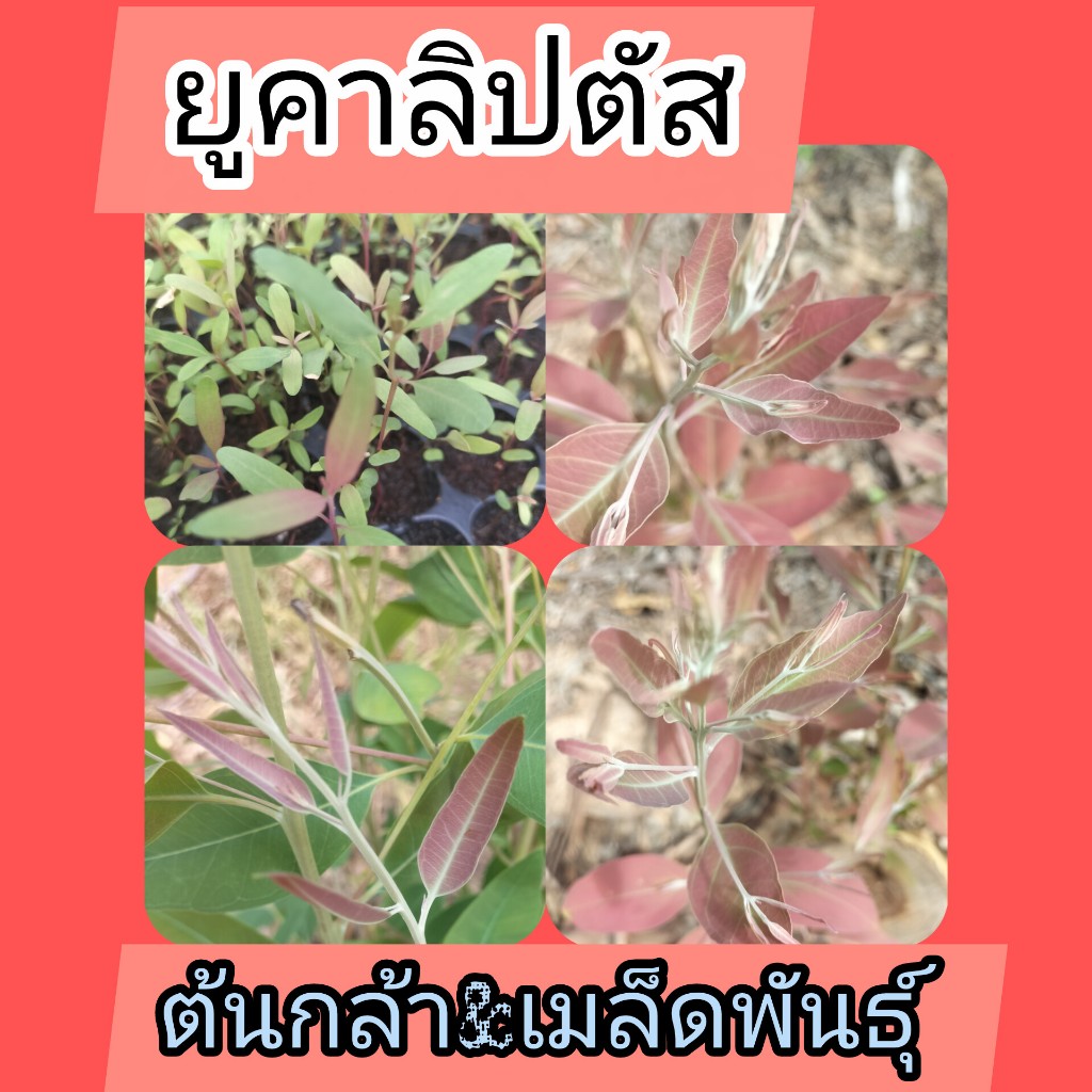 ยูคาลิปตัสสายพันธุ์เค7 100 ต้น 149 บาท (ต้นกล้าถอดรากพร้อมปลูกขนาดเล็ก8-10ซ.ม)