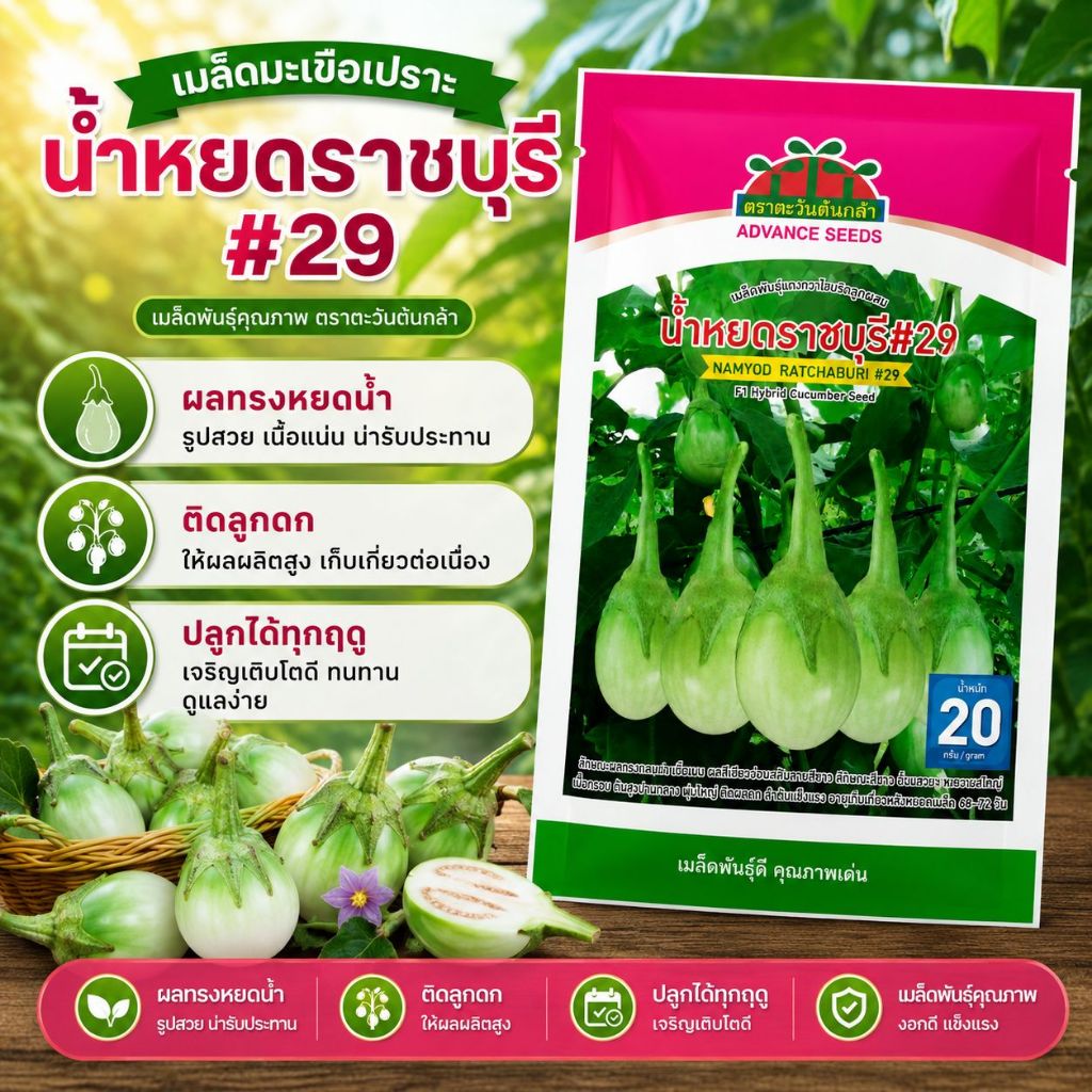เมล็ดมะเขือเปราะ น้ำหยดราชบุรี #29 ตราตะวันต้นกล้า ขนาด20กรัม เมล็ดมะเขือ เมล็ดพันธุ์มะเขือ