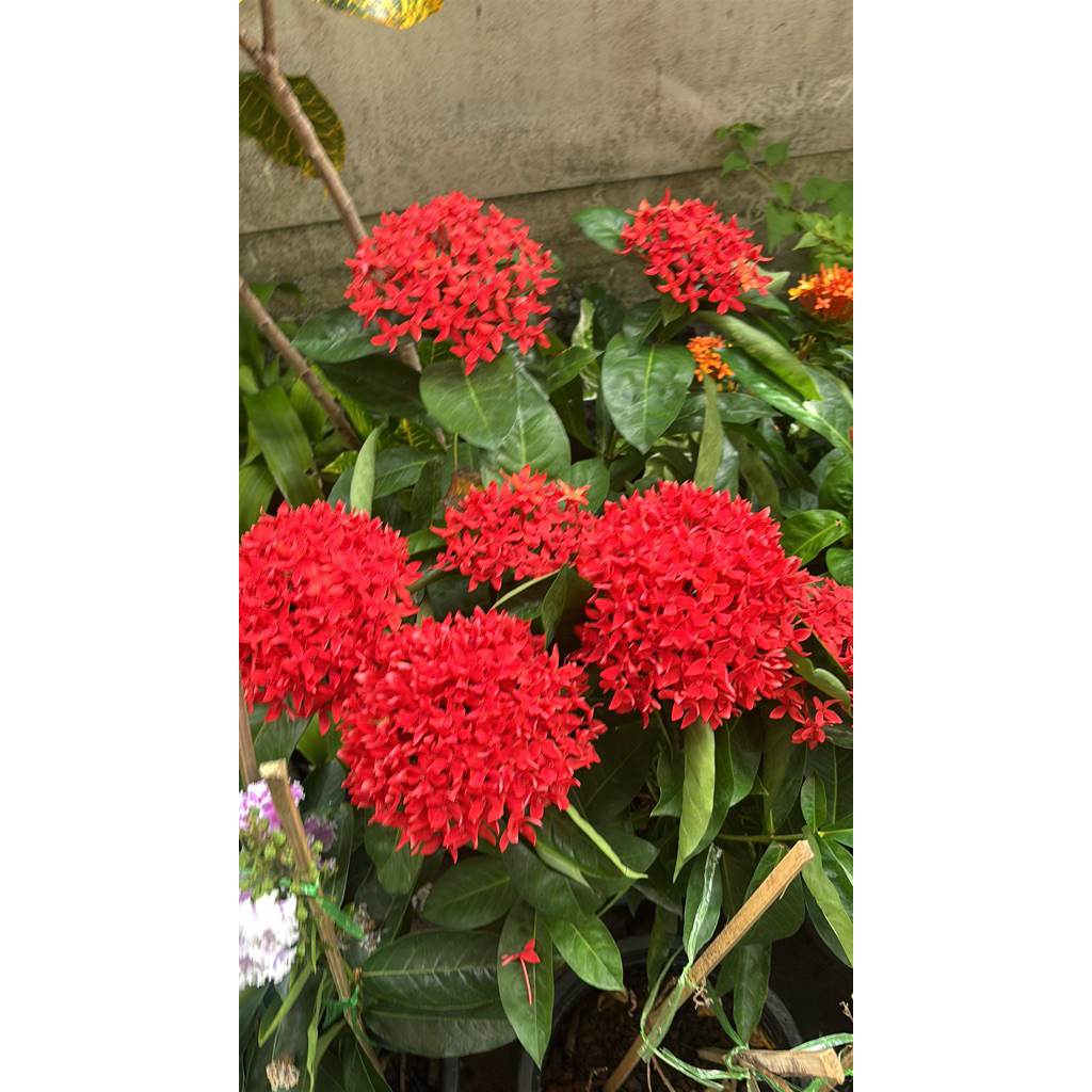 ต้นเข็มแดงเศษฐี ดอกใหญ่ (West Indian Jasmine) มีชื่อวิทยาศาสตร์ว่า Ixora chinensis Lamk., Ixora spp