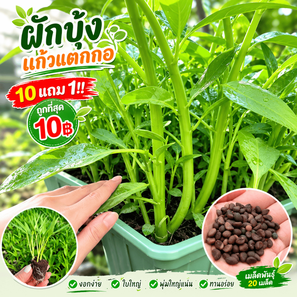 ผักบุ้งแก้วแตกกอ🌱10แถม1!  ถูกที่สุด10บ.เมล็ดพันธุ์ผักบุ้งแก้วแตกกอ 20เมล็ด☘️งอกง่าย ใบใหญ่ พุ่มใหญ่แน่น ทานอร่อย