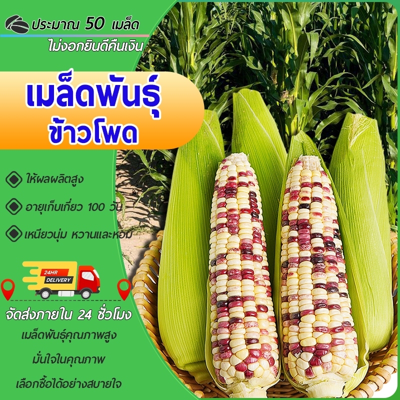 50เมล็ด เมล็ดพันธุ์ ข้าวโพดข้าวเหนียว ขาวม่วง เมล็ด  ข้าวโพดหวาน หอมอร่อย