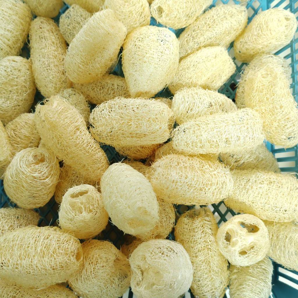 [50 ลูก / ยาว 2 นิ้ว] ใยบวบจิ๋ว ลูกเล็ก ใยบวบขัดผิว ใยขัดธรรมชาติ