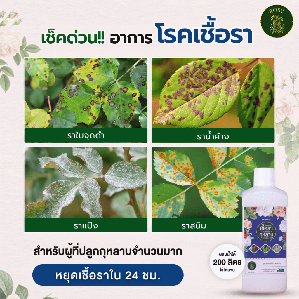 Rosy เซ็ทคู่สูตรผสมน้ำ [เลือกสูตร] บำรุงกุหลาบ กำจัดเพลี้ยไฟ กำจัดเชื้อรา ปุ๋ยกุหลาบ สำหรับผู้ที่ปลูกกุหลาบจำนวนมาก รูปที่ 3
