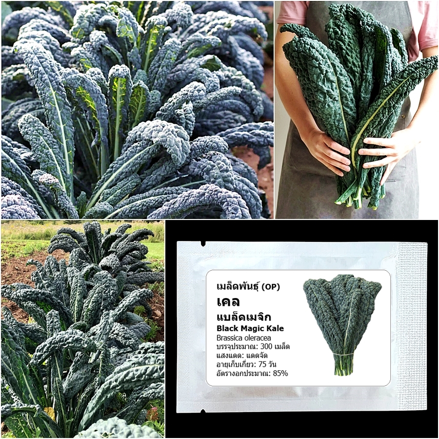 เมล็ดพันธุ์ เคลแบล็คเมจิก Black Magic Kale Seed 300 เมล็ด คุณภาพดี ของแท้ 100%