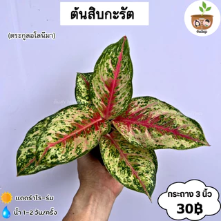 ต้นสิบกะรัต จัดส่งที่ 2 ต้นขึ้นไป คละแบบได้
