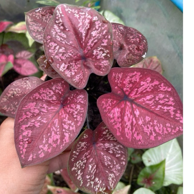 บอนสีพญามนต์ สวยๆส่งยกกระถาง4นิ้ว