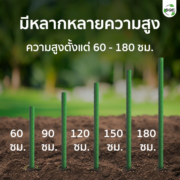 SGE เสาค้ำต้นไม้ ไม้ค้ำต้นไม้ ไม้ค้ำยันต้นไม้ รุ่น GSP ท่อเหล็กเคลือบ กันน้ำ กันสนิม แพ็ค 5 ชิ้น - รูปที่ 7