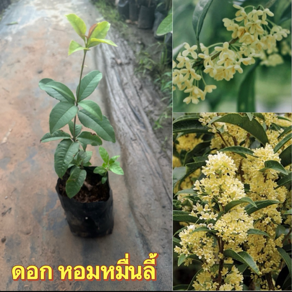 ต้น หอมหมื่นลี้ สีขาว สูง25-30cm ต้นแข็งแรง พร้อมปลูก ออกดอกไวโบราณว่า ส่งกลิ่นหอมเป็น หมื่น หมื่น ลี้ ดั่งชื่อ ขนานนาม