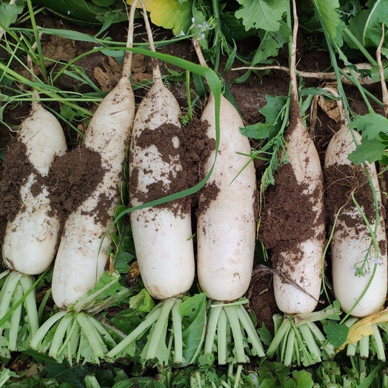 SNOW WHITE RADISH VEGETABLE SEEDS 50 Seeds Extra Large White Radish Labanos Seeds for Planting White