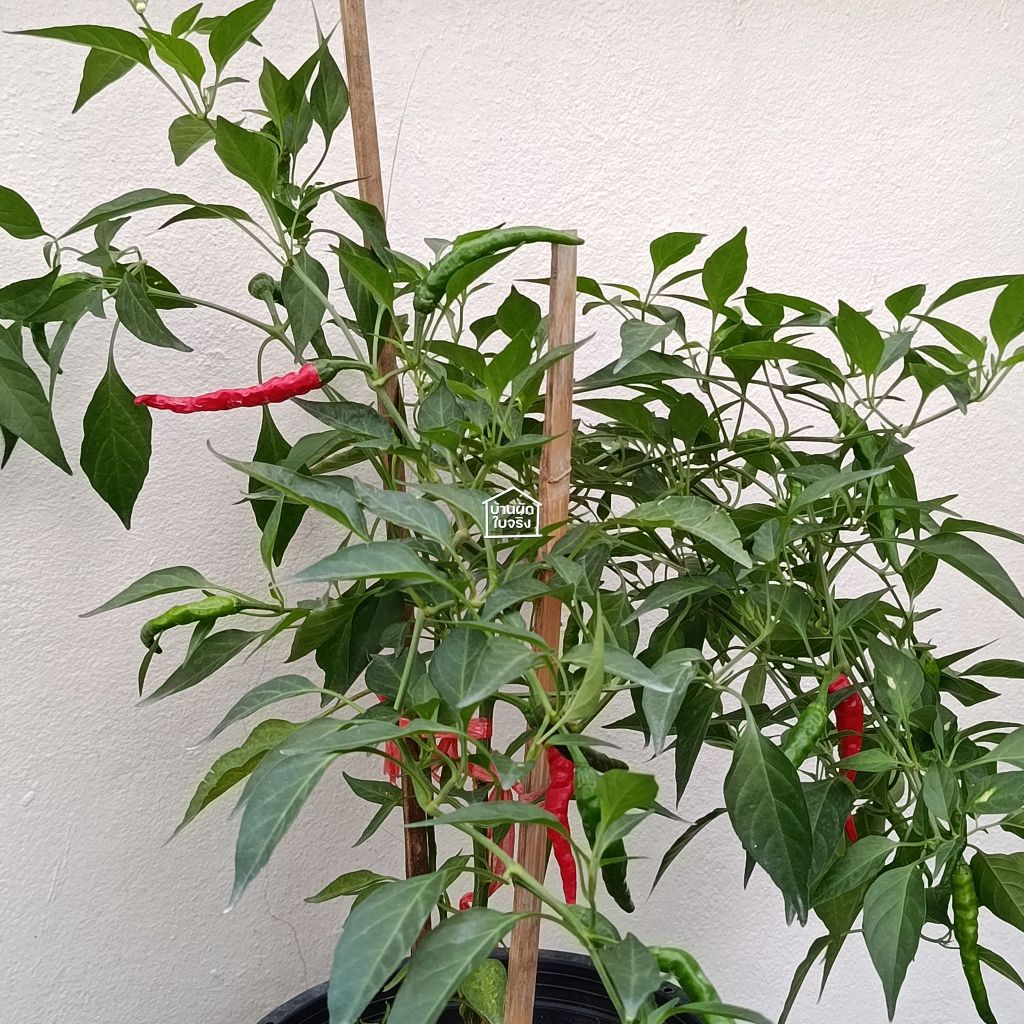 Cayenne Pepper ต้นกล้าพริกคาเยน ในกระถาง3นิ้ว