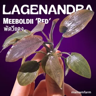 พัดวีแดง (ลาเจนานดร้า) เลือกขนาดได้ - Lagenandra Meeboldii 'Red' ต้นไม้น้ำ
