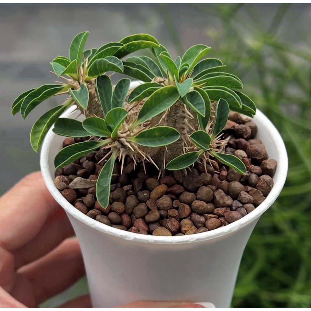 Euphorbia guillauminiana: ยูโฟเบีย