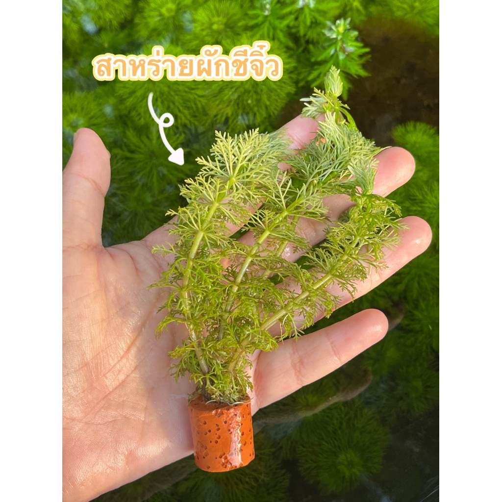 สาหร่ายผักชีจิ๋วสีเขียวสวย