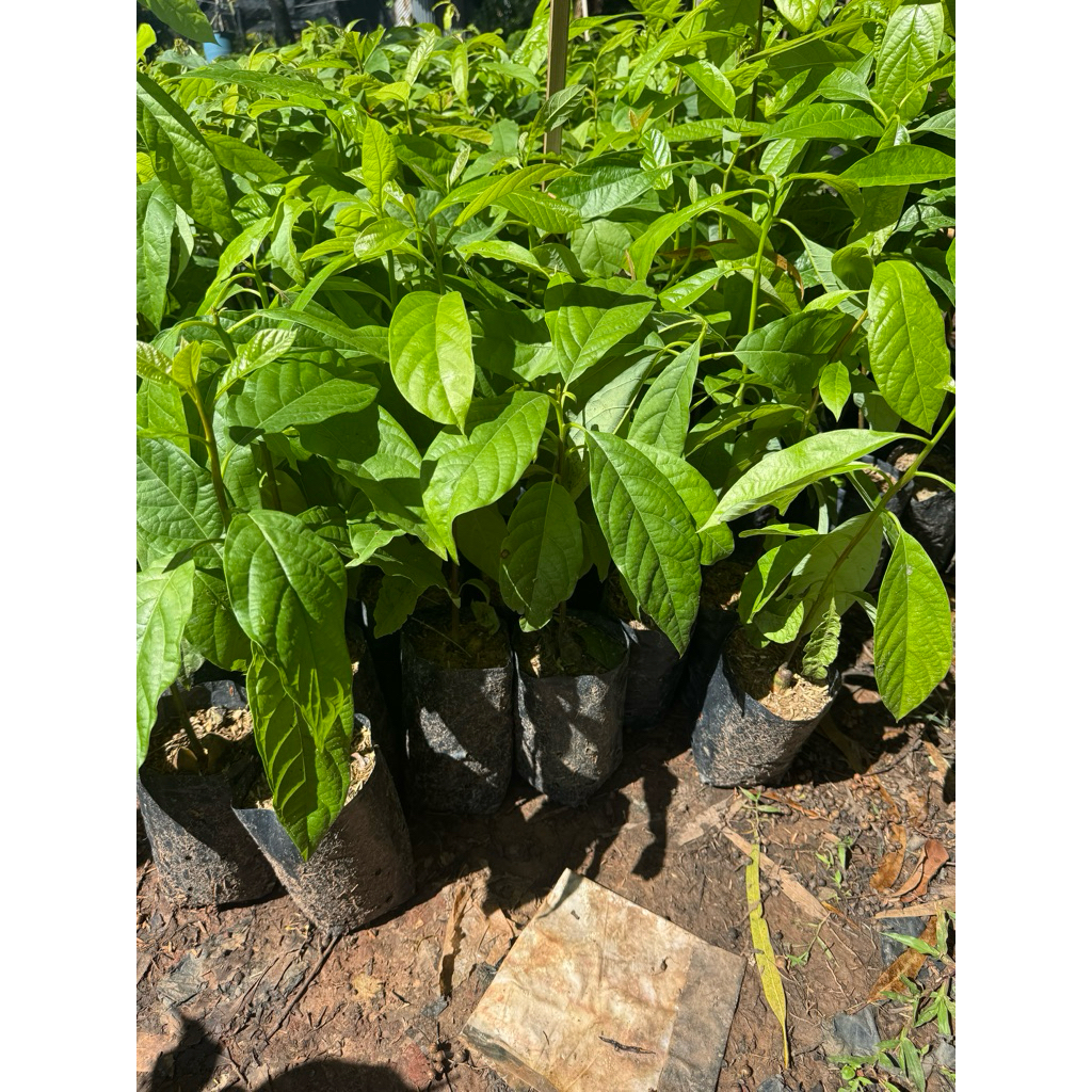 ต้นอโวคาโด034 เพาะเมล็ด ขนาด 30 เซน เสียหายเคลมได้ค่ะ