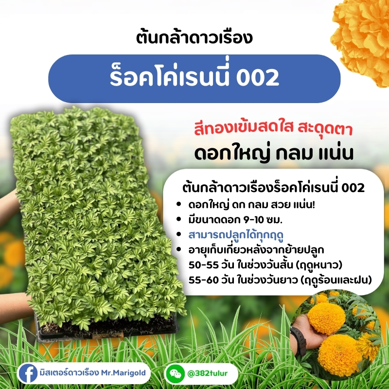 ต้นกล้าดาวเรืองสีทองเข้ม ร็อคโค่เรนนี่ 002 (จัดส่งแบบถอนต้น) / มิสเตอร์ดาวเรือง
