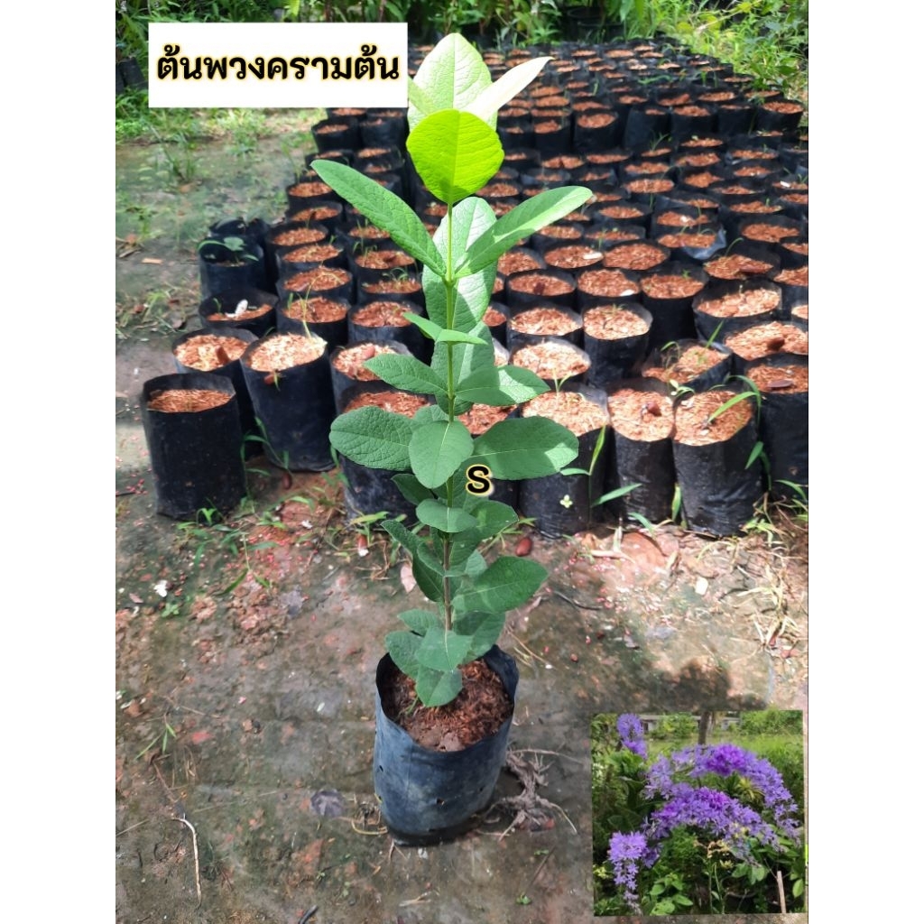 ต้นพวงครามต้น พวงครามต้น