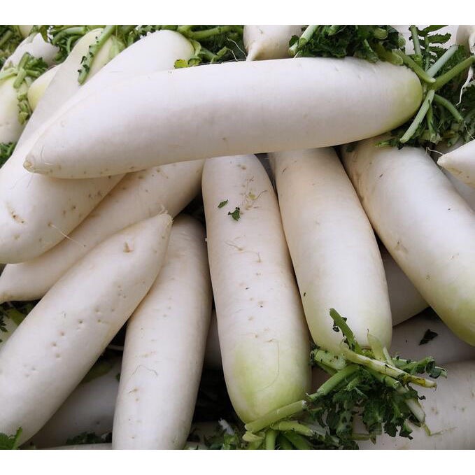 White Radish Seed - งอกง่าย 50เมล็ด/ซอง Large White Radish Vegetable Seeds for Planting Radish Plant