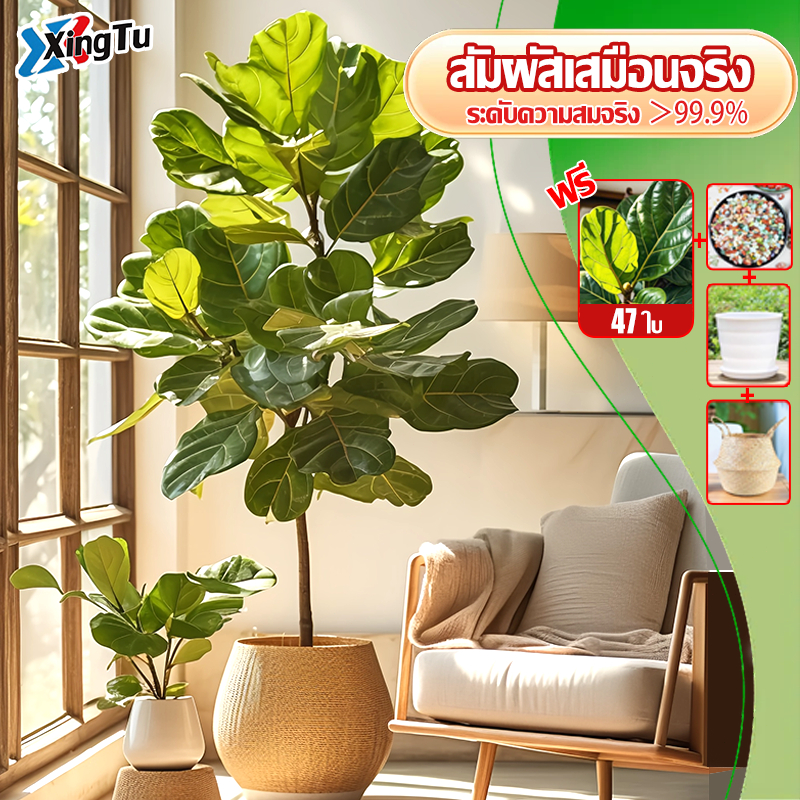 🌳ของแท้จากโรงงาน🌳 ต้นไม้ปลอมใหญ่ ต้นไม้ปลอม สูง 100/125/145 ซม ดีไซน์ทันสมัย ดูเหมือนจริงมาก