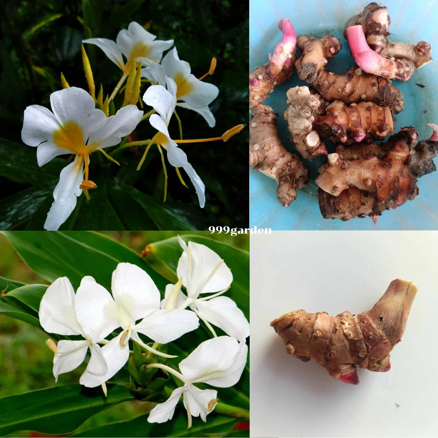 ดอกมหาหงส์ สีขาวล้วน/ขาวใส้เหลือง เหง้า 500 กรัม (ต้นสะเลเต / ต้นมหาหงส์)