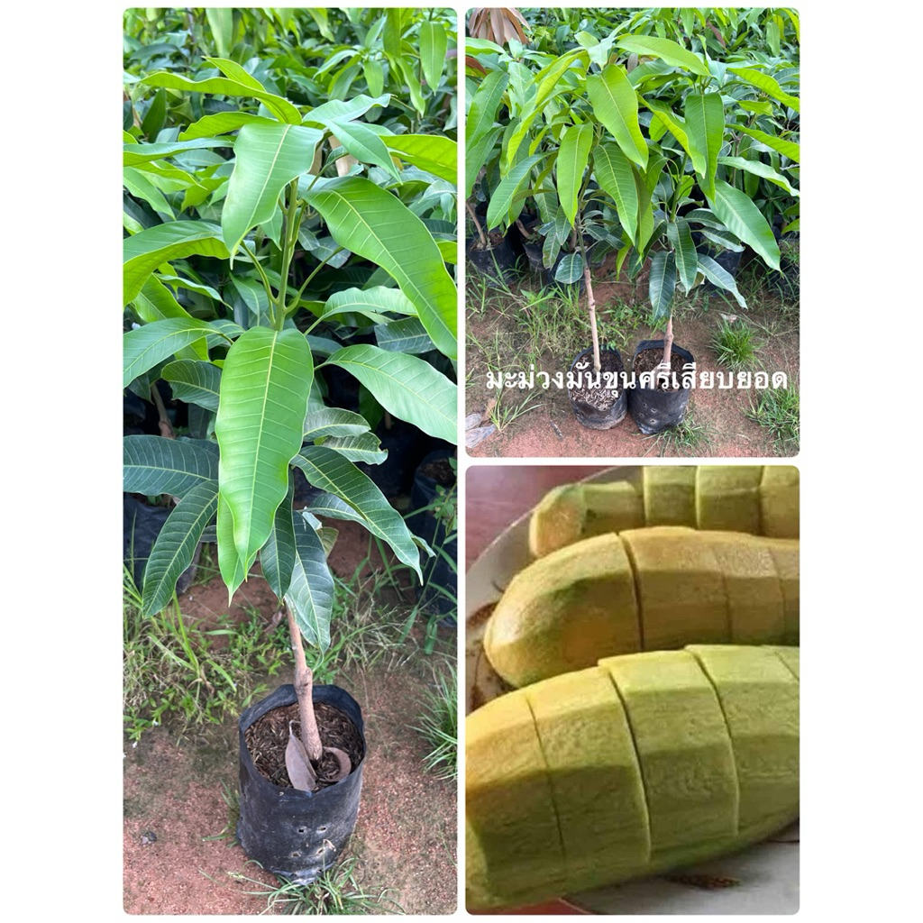 🍀🍀มะม่วงมันขุนศรี🍀🍀เสียบยอด ส้นสูงประมาณ 70 เซนติเมตรพร้อมปลูก