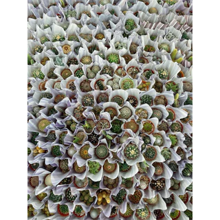 แคตตัส,กุหลาบหิน,ของขวัญ ของที่ระลึก ของชำร่วยขนาดน่ารัก