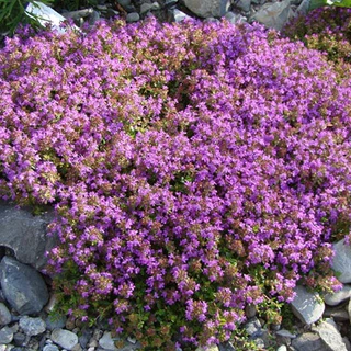 ไทม์เลื้อย thymus serpyllum creeping thyme สีม่วง 100 เมล็ด