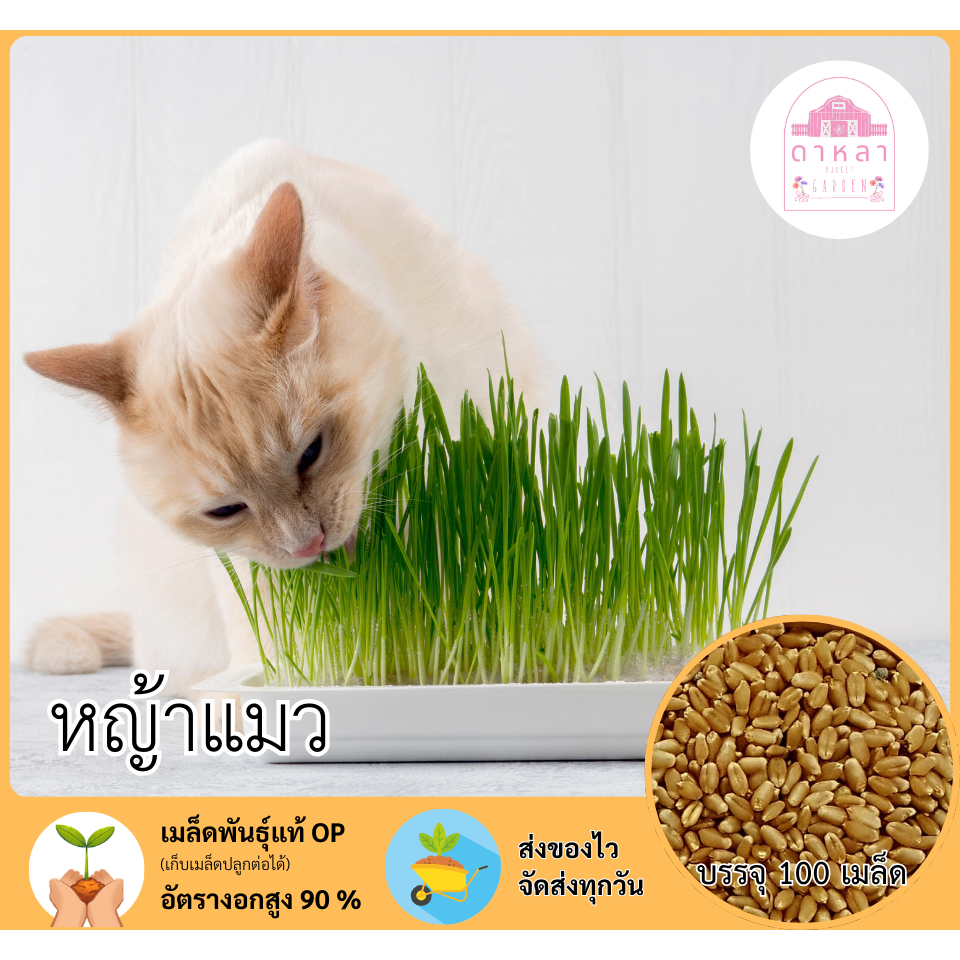 เมล็ดพันธุ์หญ้าแมว(ข้าวสาลี) 100 เมล็ด